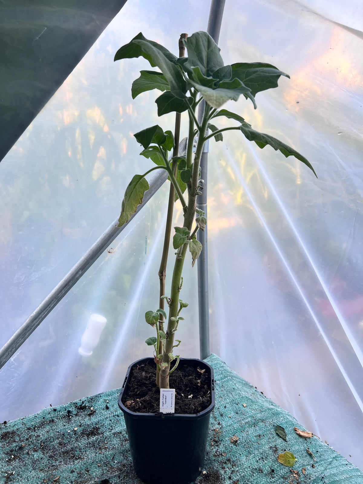 Angels Trumpet 'Vermilion' (Brugmansia sanguinea) 2L Pot