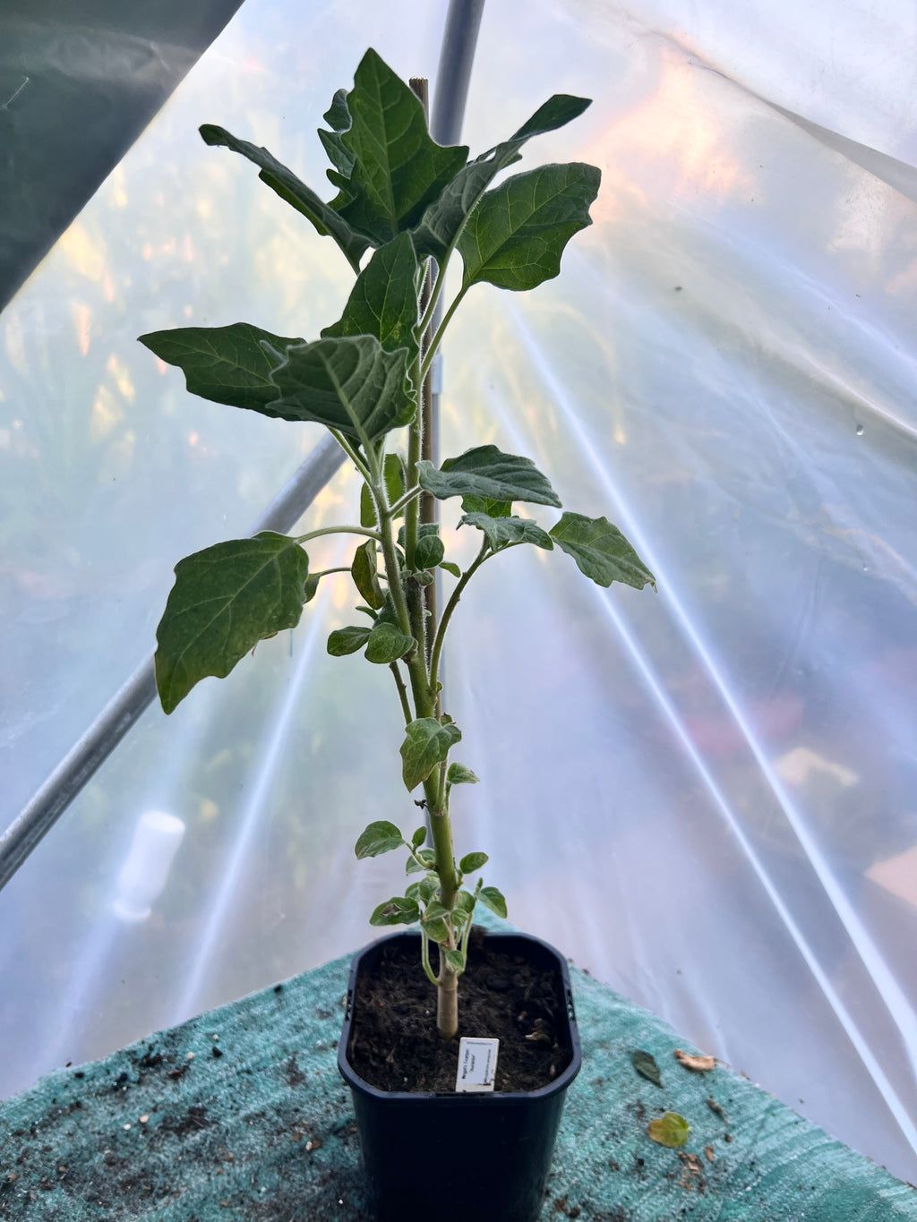 Angels Trumpet 'Aurantia' (Brugmansia sanguinea) 2L Pot