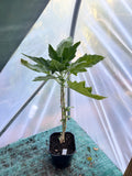 Angels Trumpet 'Aurantia' (Brugmansia sanguinea) 2L Pot