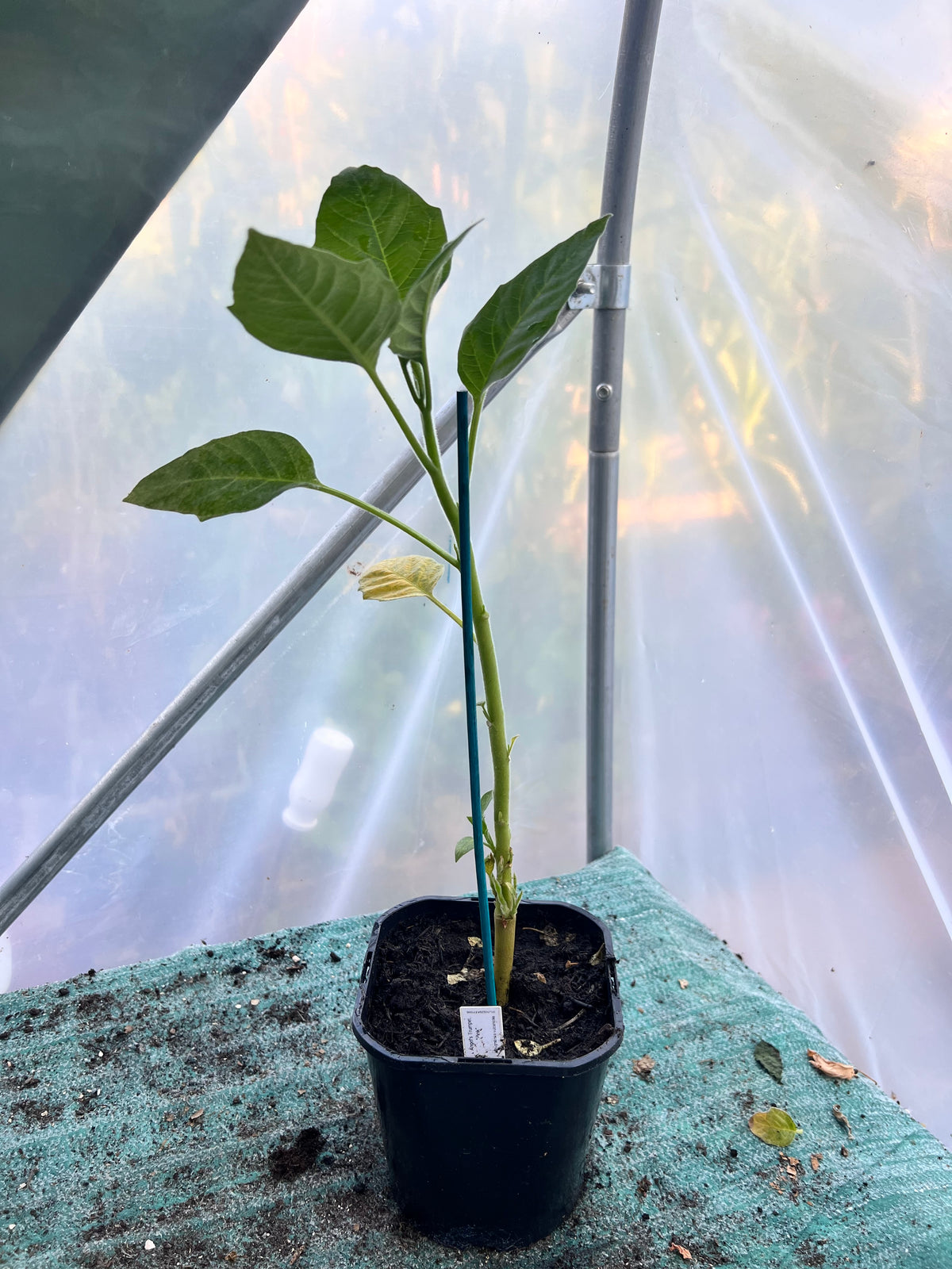 Angels Trumpet 'Pink' (Brugmansia vulcanicola) 2L Pot