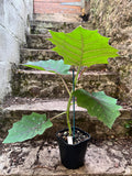 Naranjilla/ Lulo Plant (Solanum quitoense) 2L Pot