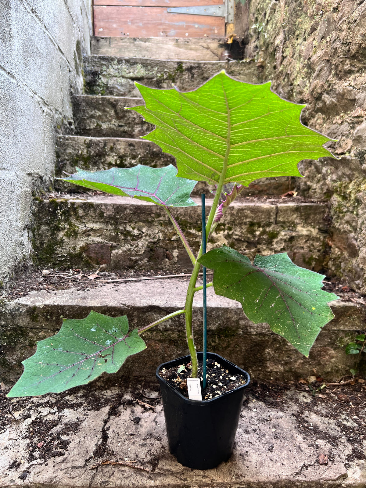 Naranjilla/ Lulo Plant (Solanum quitoense) 2L Pot