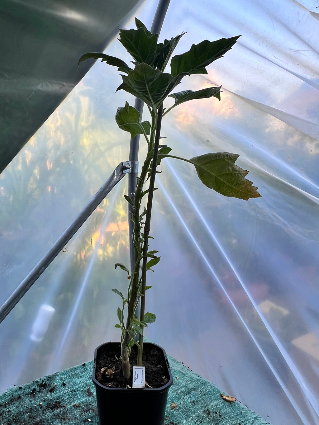 Angels Trumpet 'Orange' (Brugmansia vulcanicola) 2L Pot