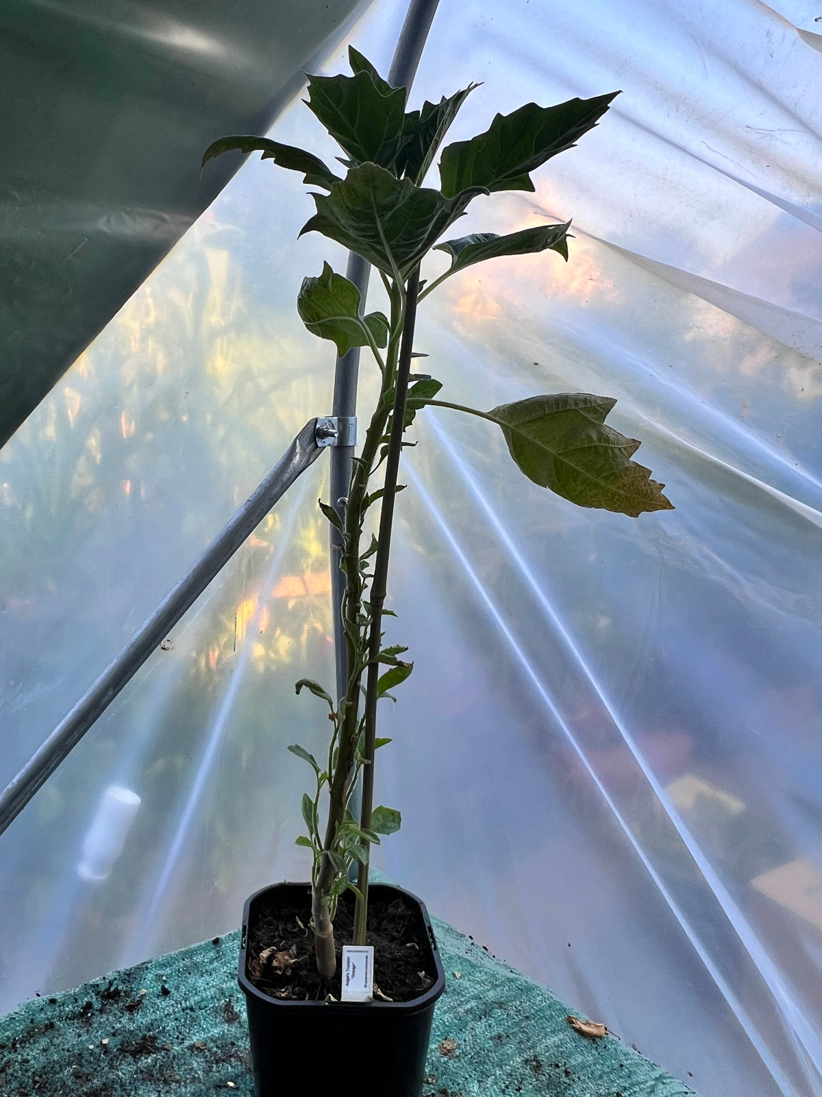 Angels Trumpet 'Orange' (Brugmansia vulcanicola) 2L Pot