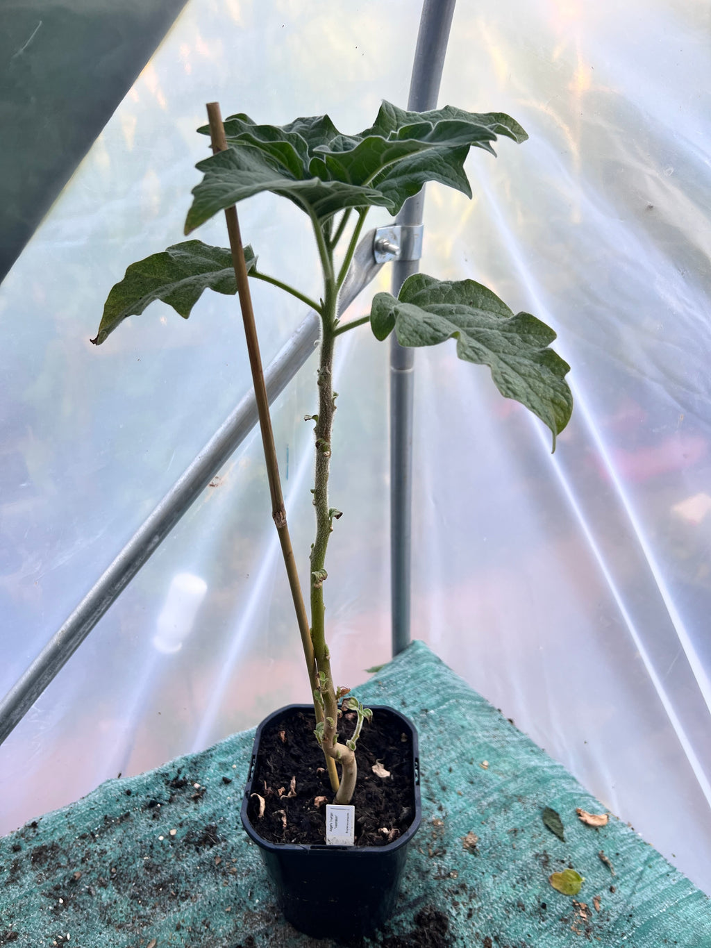 Angels Trumpet 'Vermilion' (Brugmansia sanguinea) 2L Pot