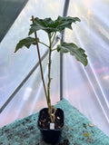 Angels Trumpet 'Vermilion' (Brugmansia sanguinea) 2L Pot