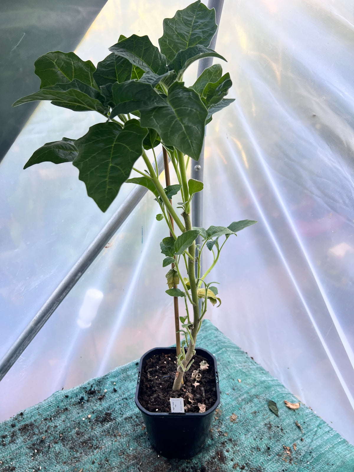Angels Trumpet 'Pink' (Brugmansia vulcanicola) 2L Pot