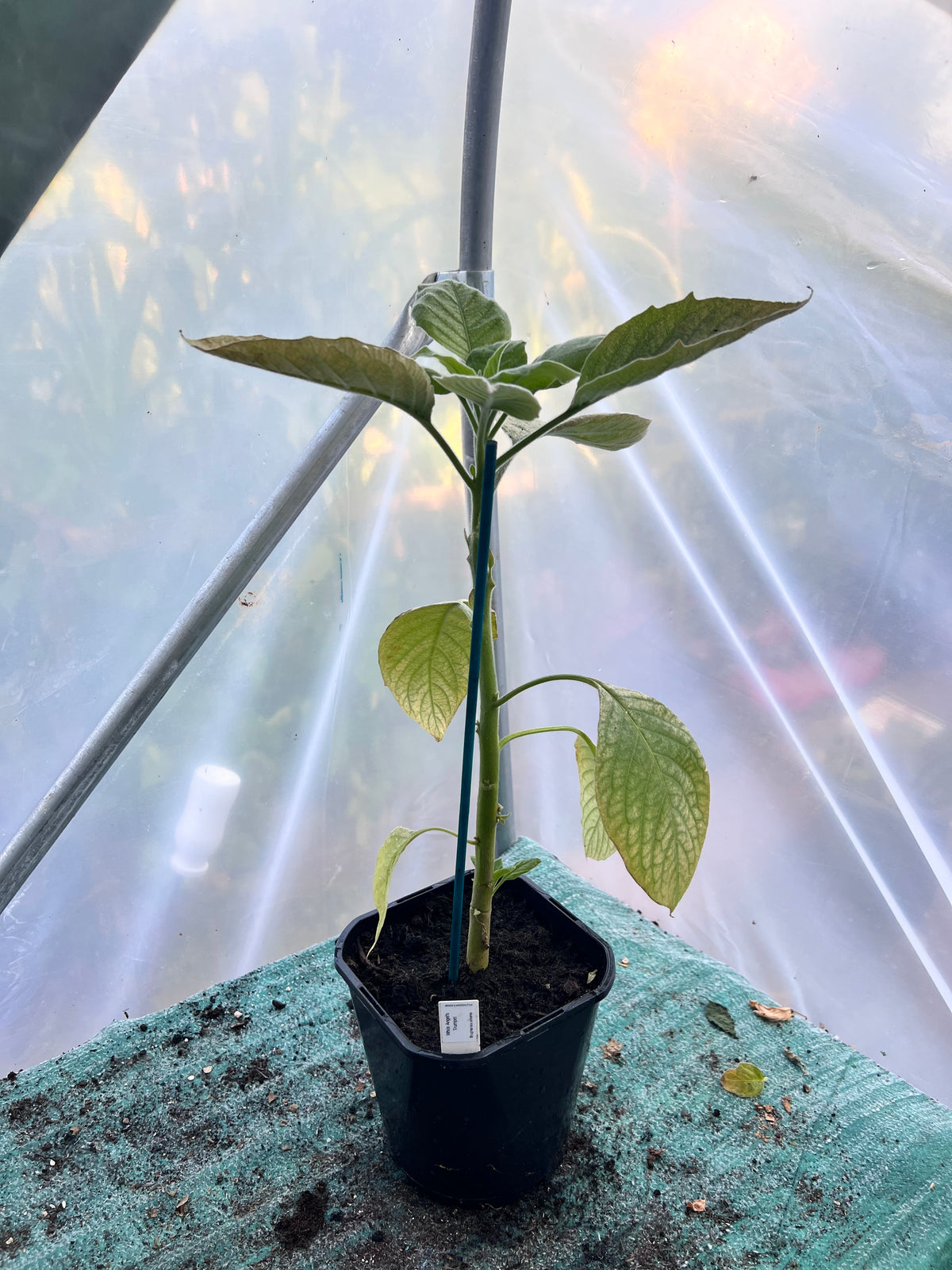 White Angels trumpet (Brugmansia arbórea) 2L Pot