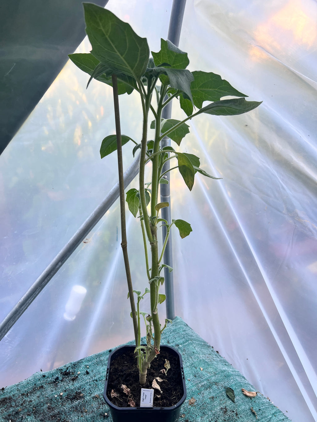 Angels Trumpet 'Orange' (Brugmansia vulcanicola) 2L Pot