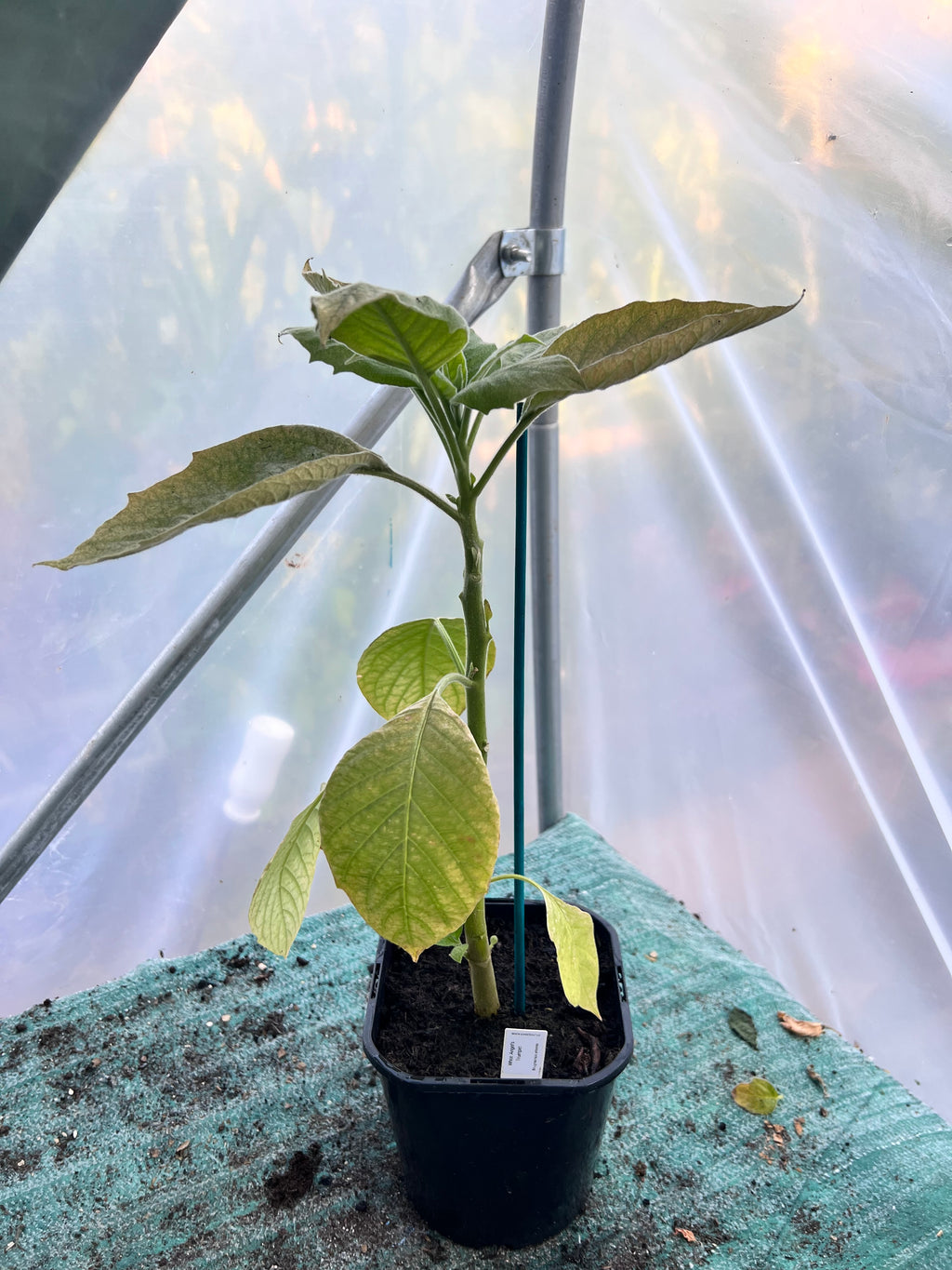 White Angels trumpet (Brugmansia arbórea) 2L Pot