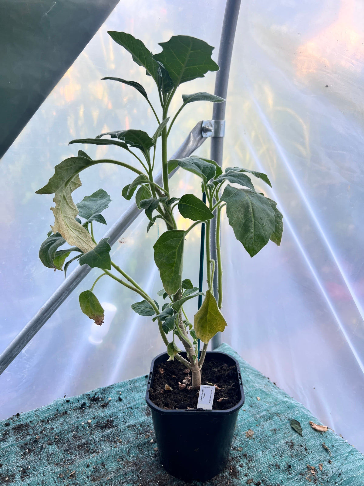 Angels Trumpet 'Pink' (Brugmansia vulcanicola) 2L Pot