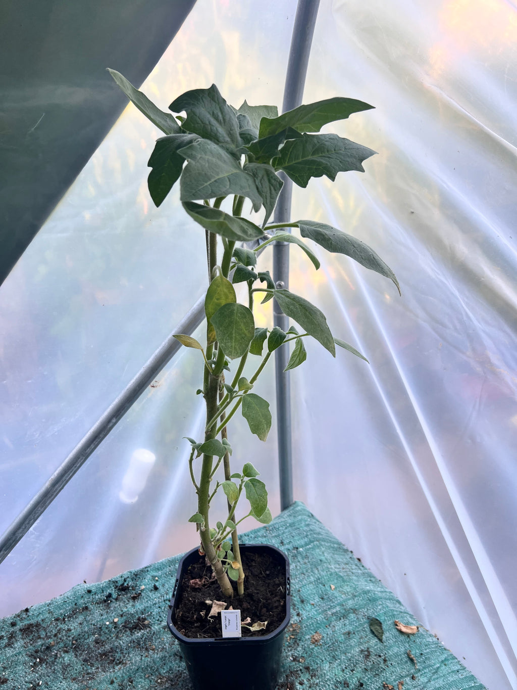 Angels Trumpet 'Orange' (Brugmansia vulcanicola) 2L Pot