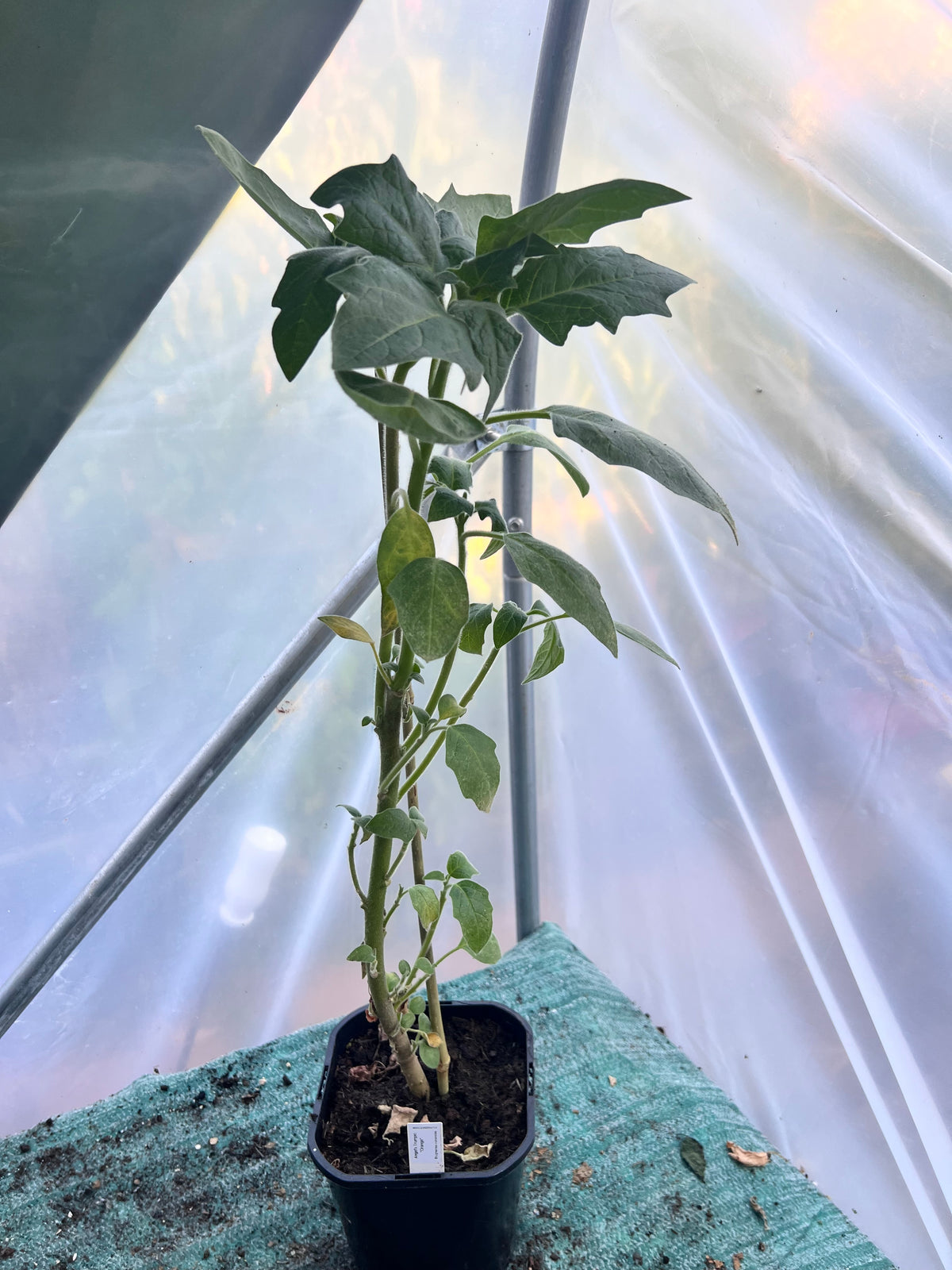 Angels Trumpet 'Orange' (Brugmansia vulcanicola) 2L Pot