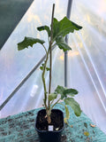 Red Angels Trumpet  (Brugmansia sanguinea) 2L Pot
