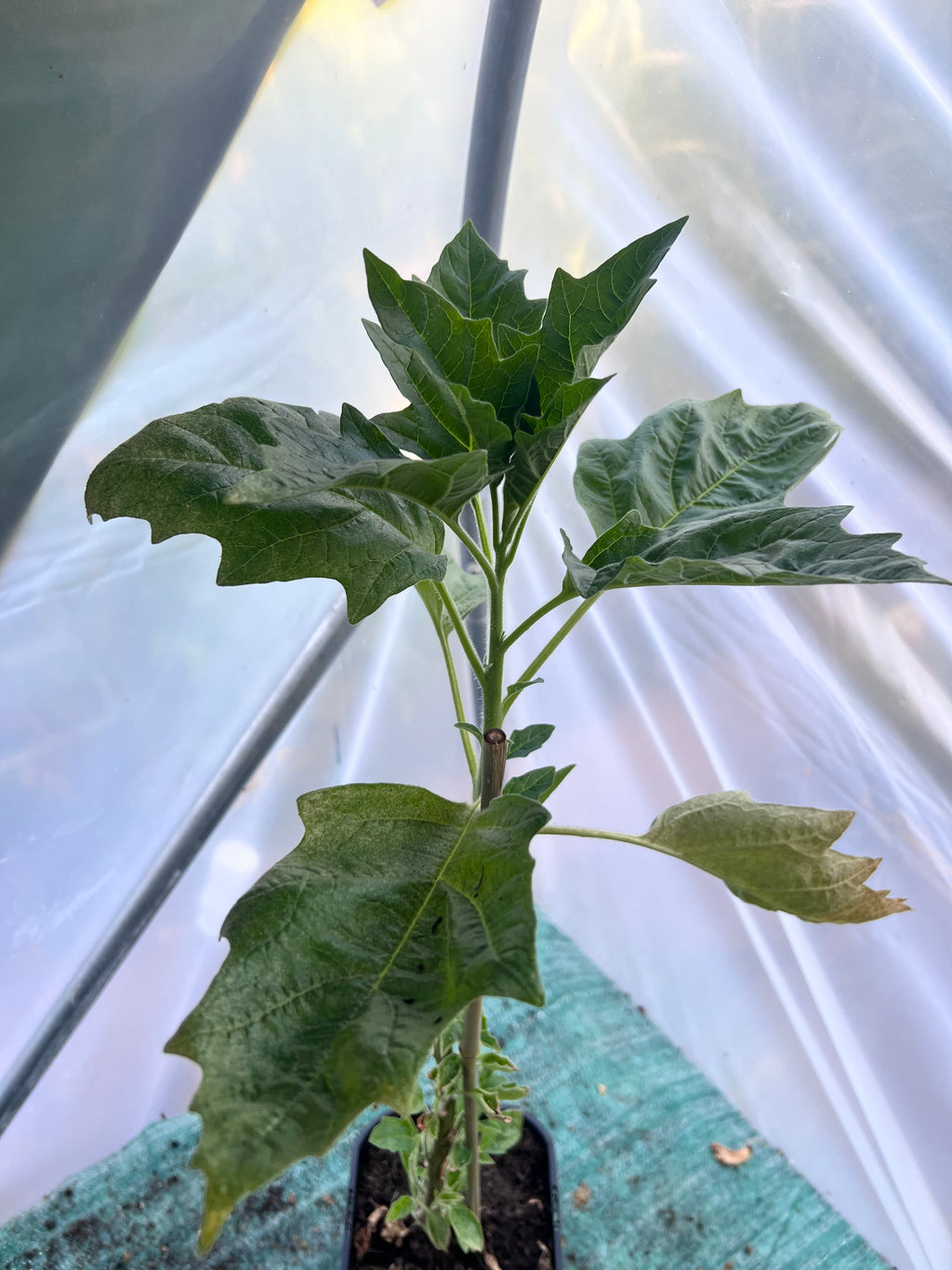 Angels Trumpet 'Orange' (Brugmansia vulcanicola) 2L Pot