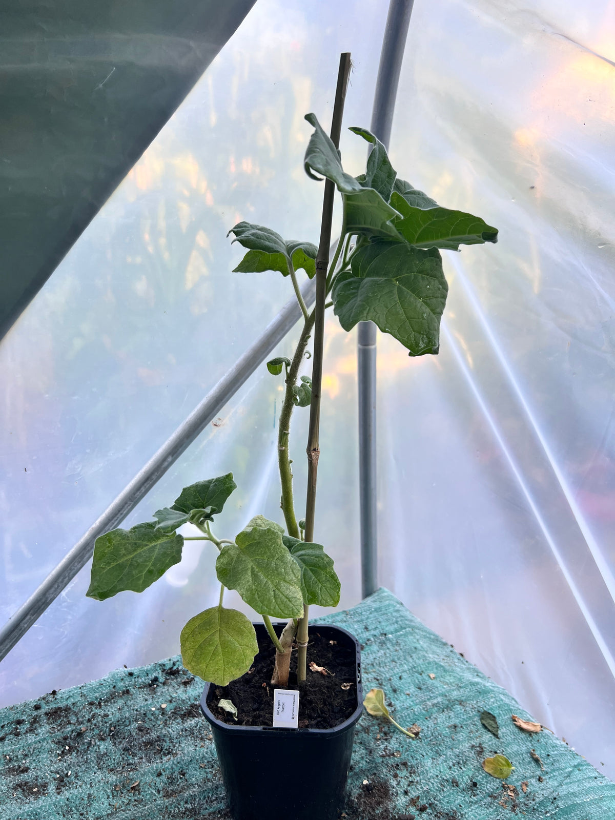 Red Angels Trumpet  (Brugmansia sanguinea) 2L Pot