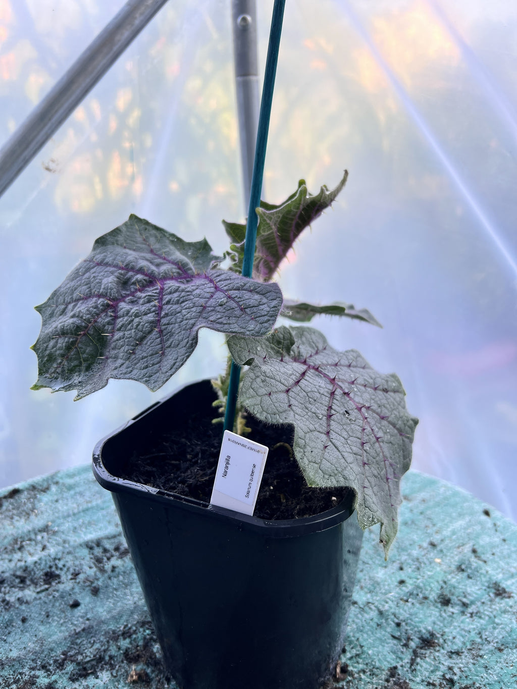 Naranjilla/ Lulo Plant (Solanum quitoense) 2L Pot