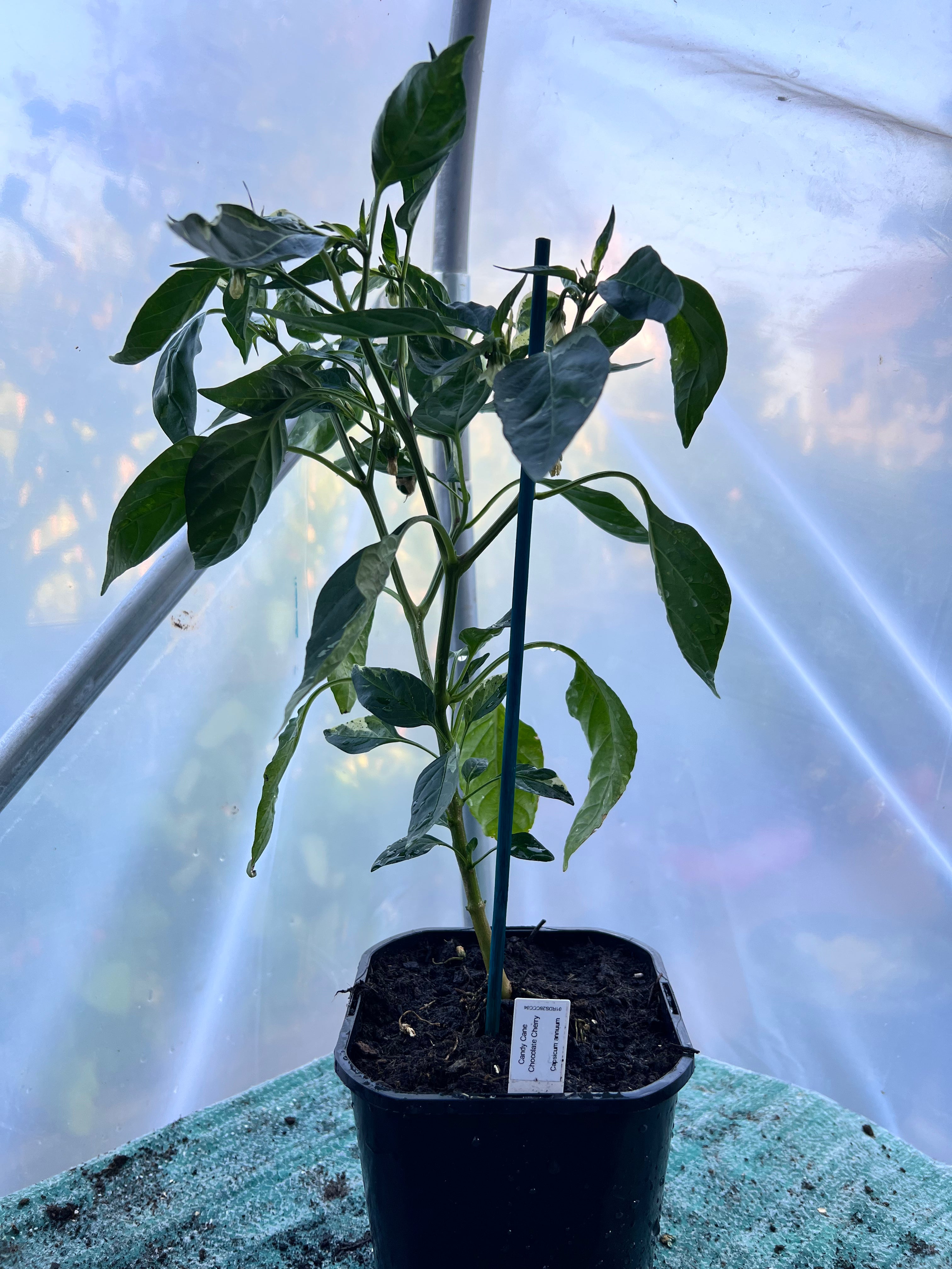 Candy Cane Chocolate Cherry Pepper (Capsicum annuum) 2L Pot
