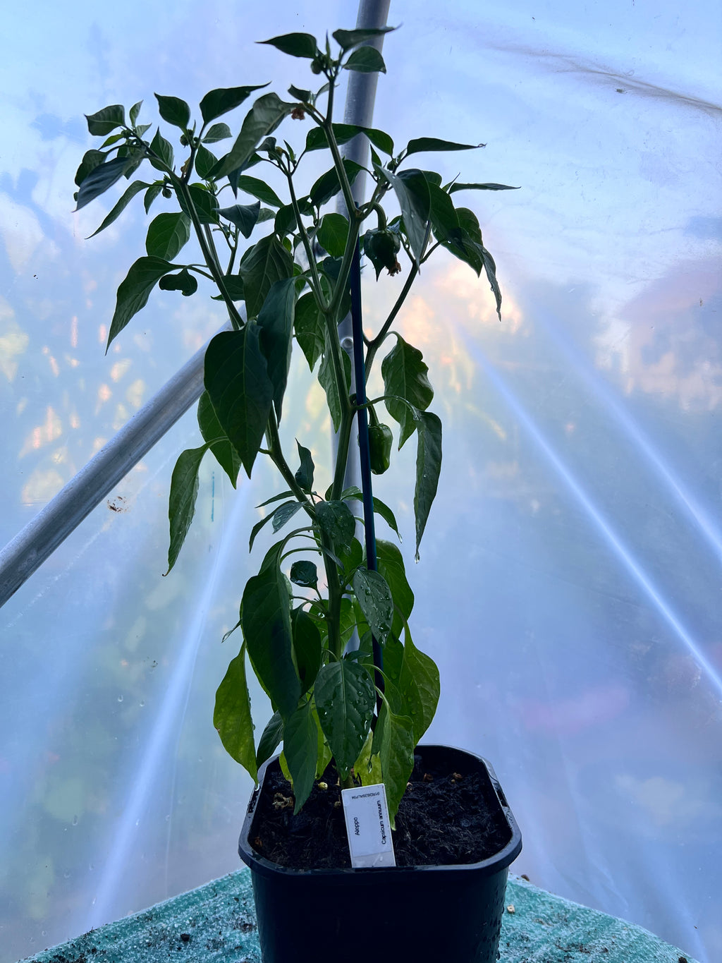 Aleppo Chilli Plant (Capsicum annuum) 2L Pot