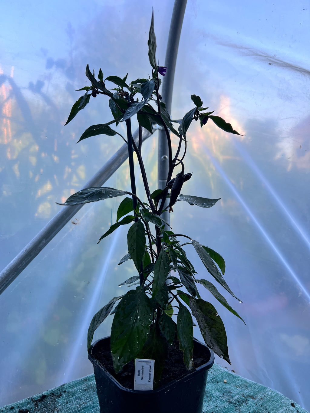 Black Namaqualand Chili Plant (Capsicum annuum) 2L Pot