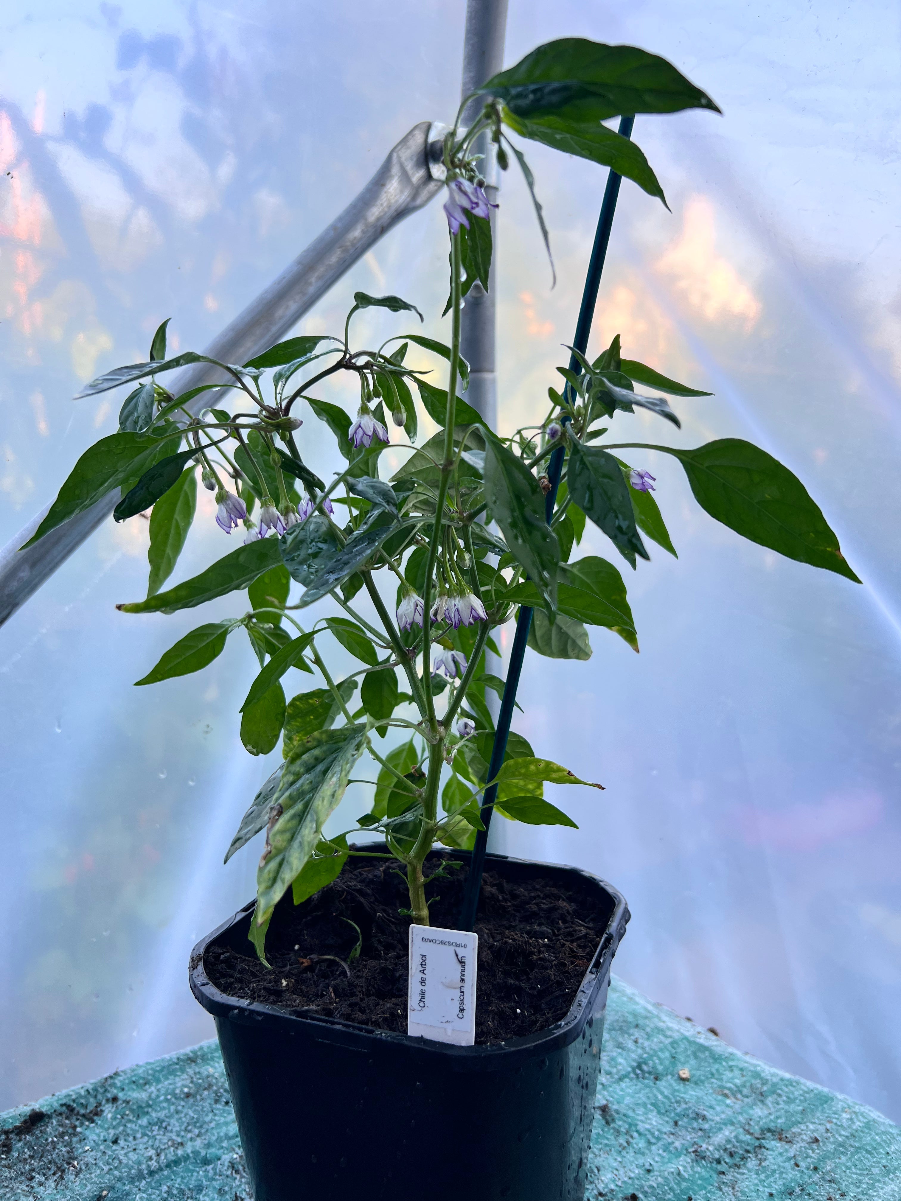 Chile de Arbol (Capsicum annuum) 2L Pot