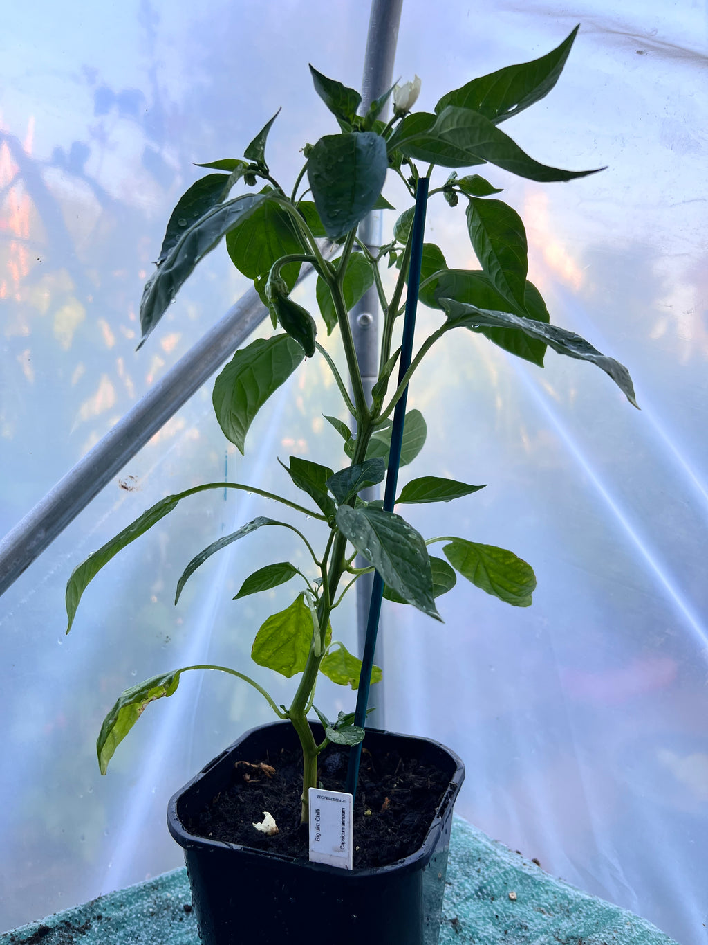 Big Jim (Capsicum annuum) 2L Pot