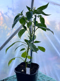 Big Jim (Capsicum annuum) 2L Pot