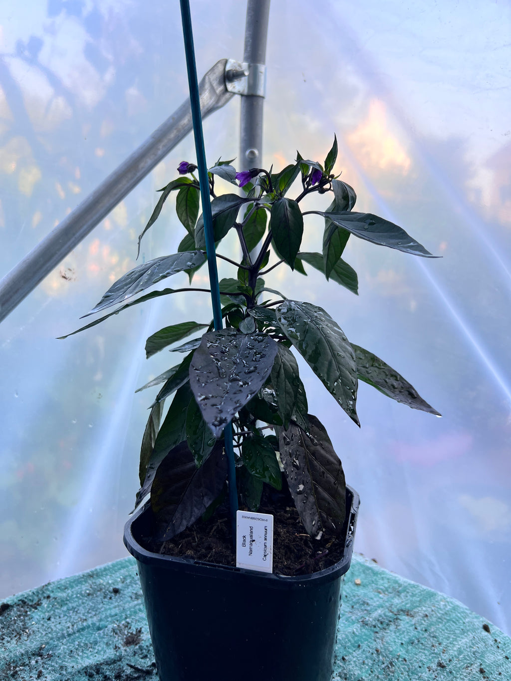 Black Namaqualand Chili Plant (Capsicum annuum) 2L Pot
