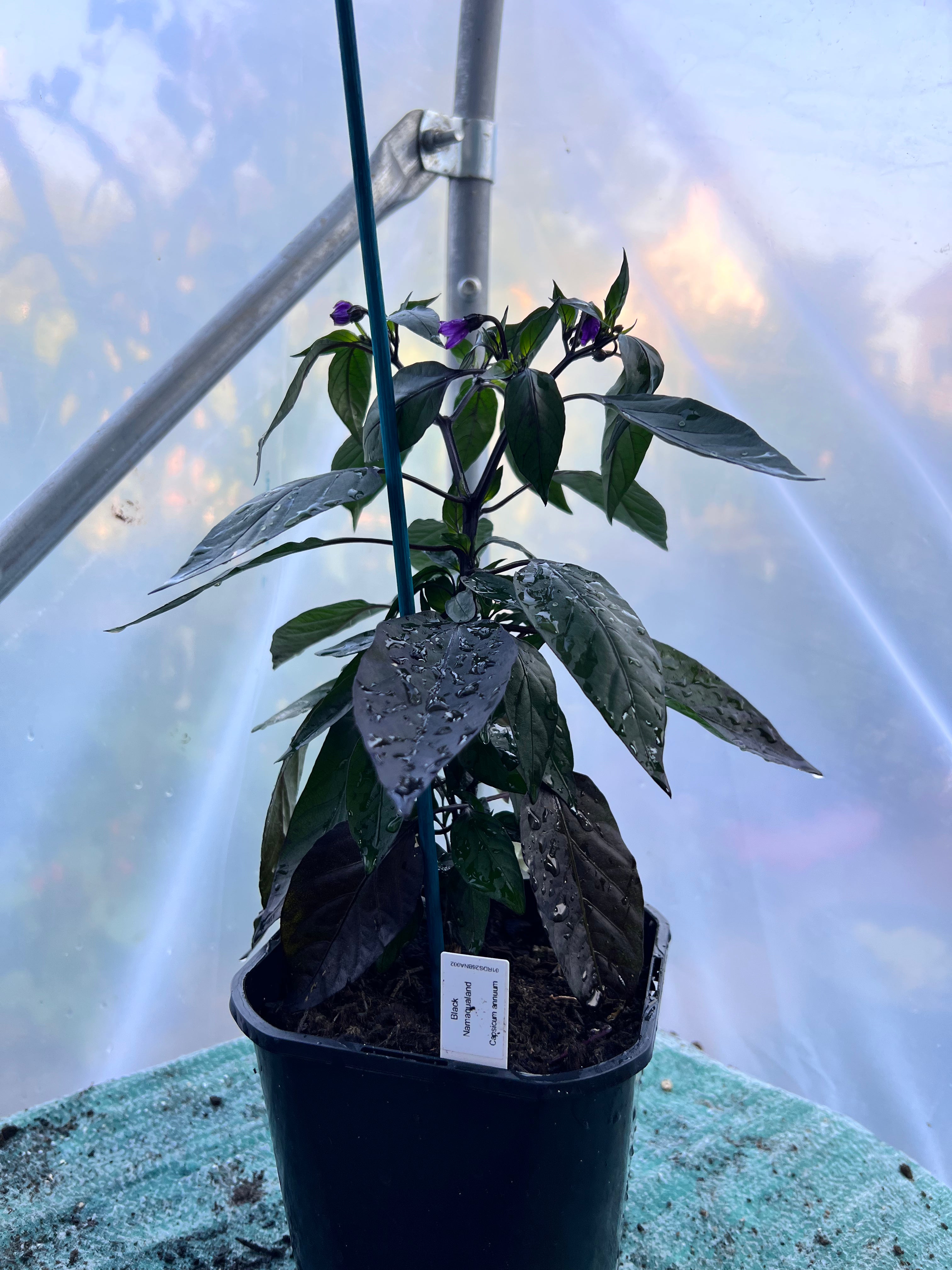 Black Namaqualand Chili Plant (Capsicum annuum) 2L Pot