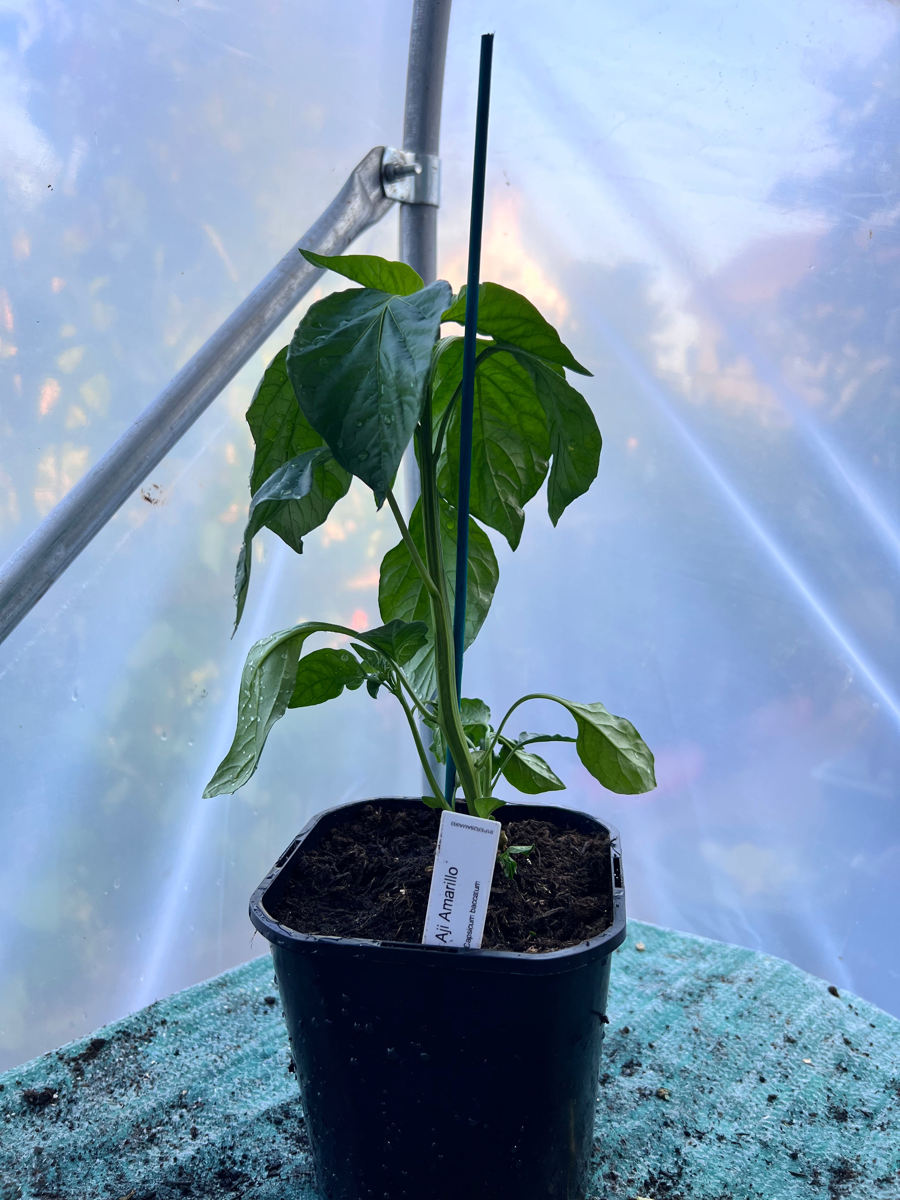 Aji Amarillo (Capsicum baccatum) 2L Pot