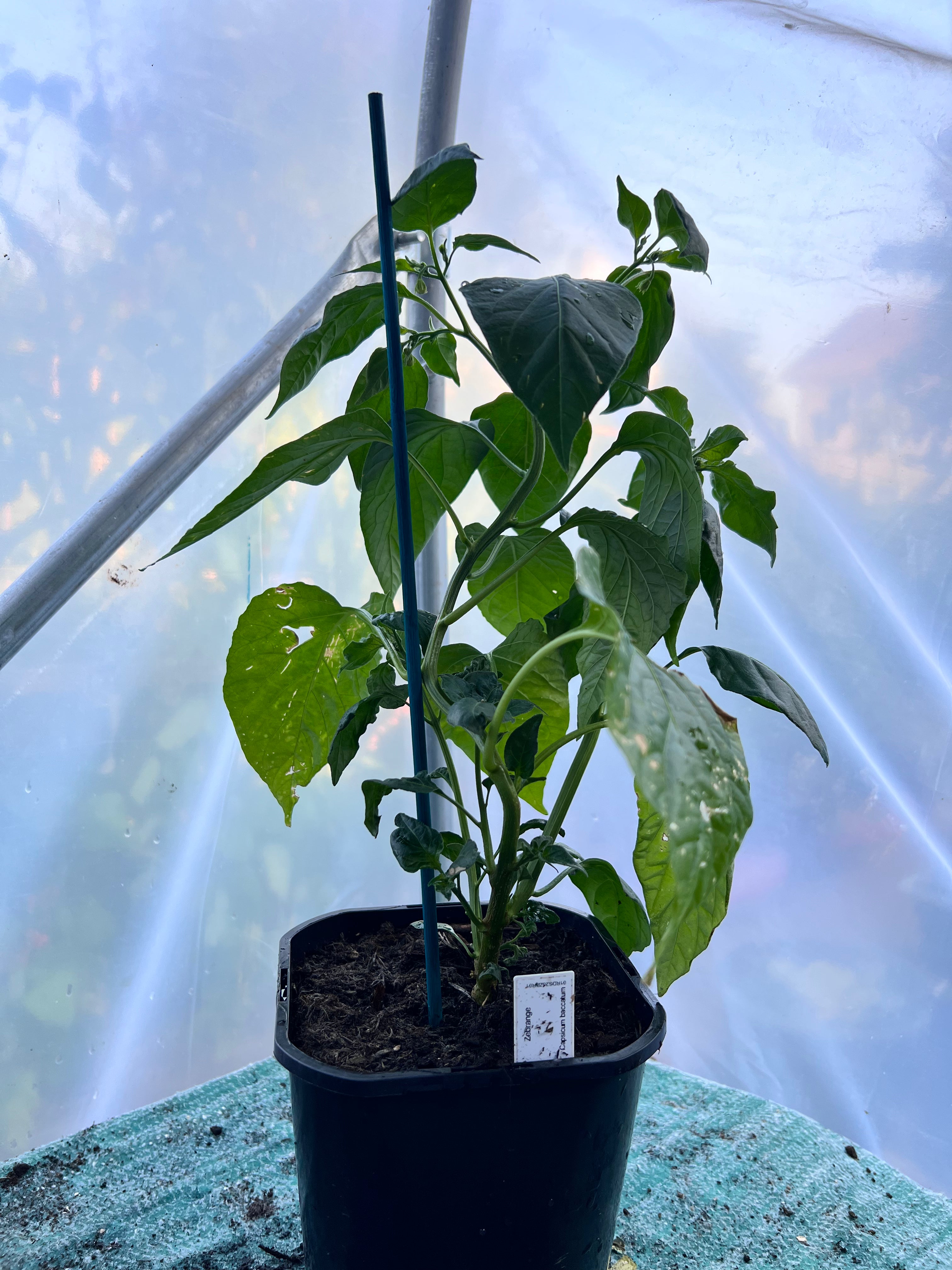 Zebrange (Capsicum baccatum) 2L Pot