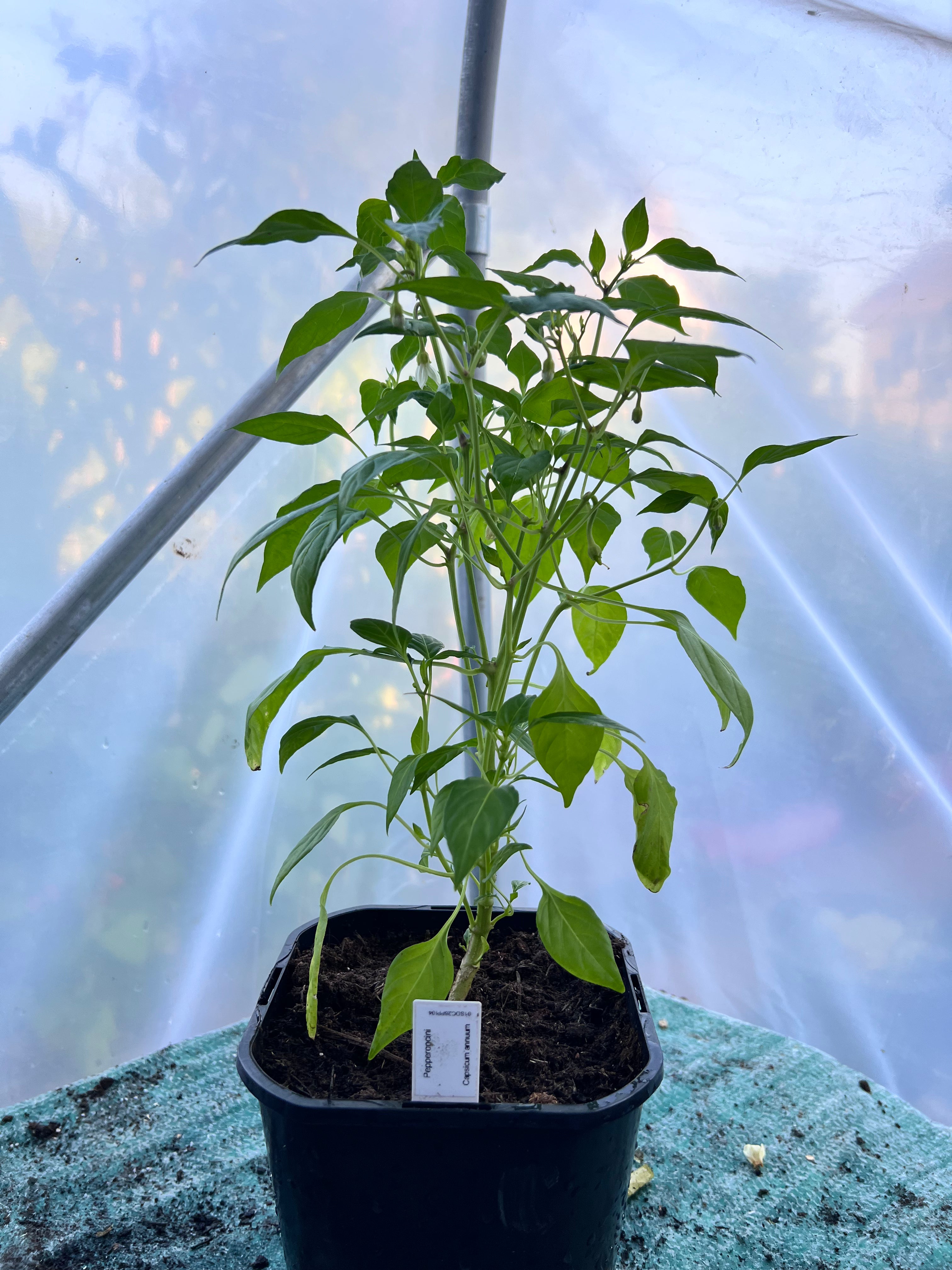Pepperoncini Chili Plant (Capsicum annuum) 2L Pot