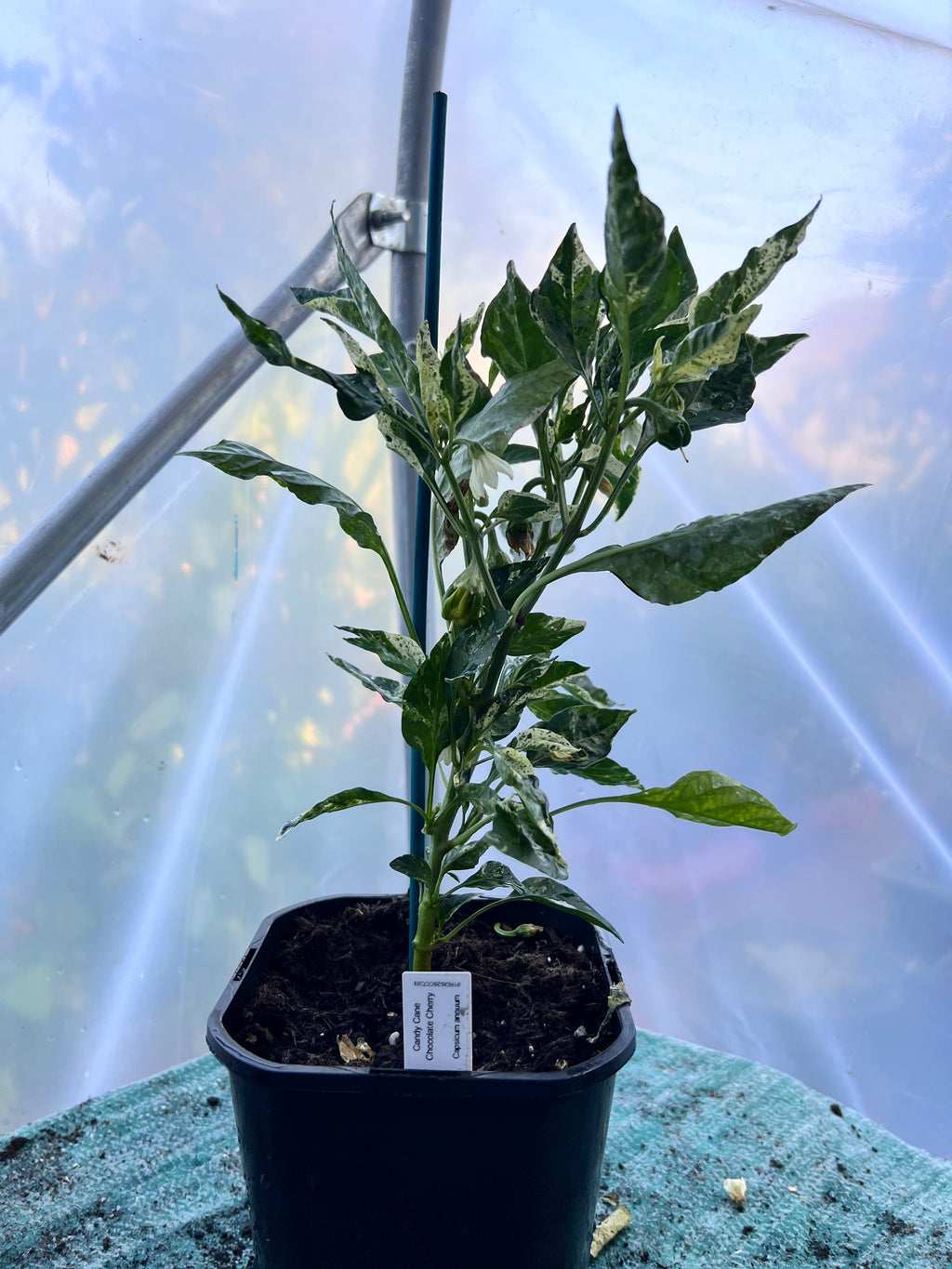 Candy Cane Chocolate Cherry Pepper (Capsicum annuum) 2L Pot