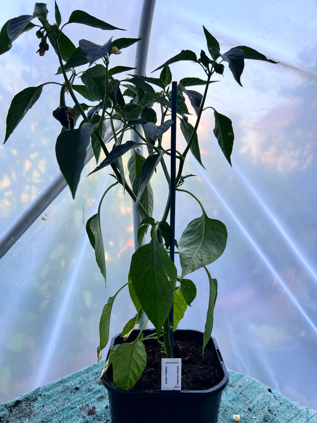 Ancho Poblano Chili Plant (Capsicum annuum) 2L Pot
