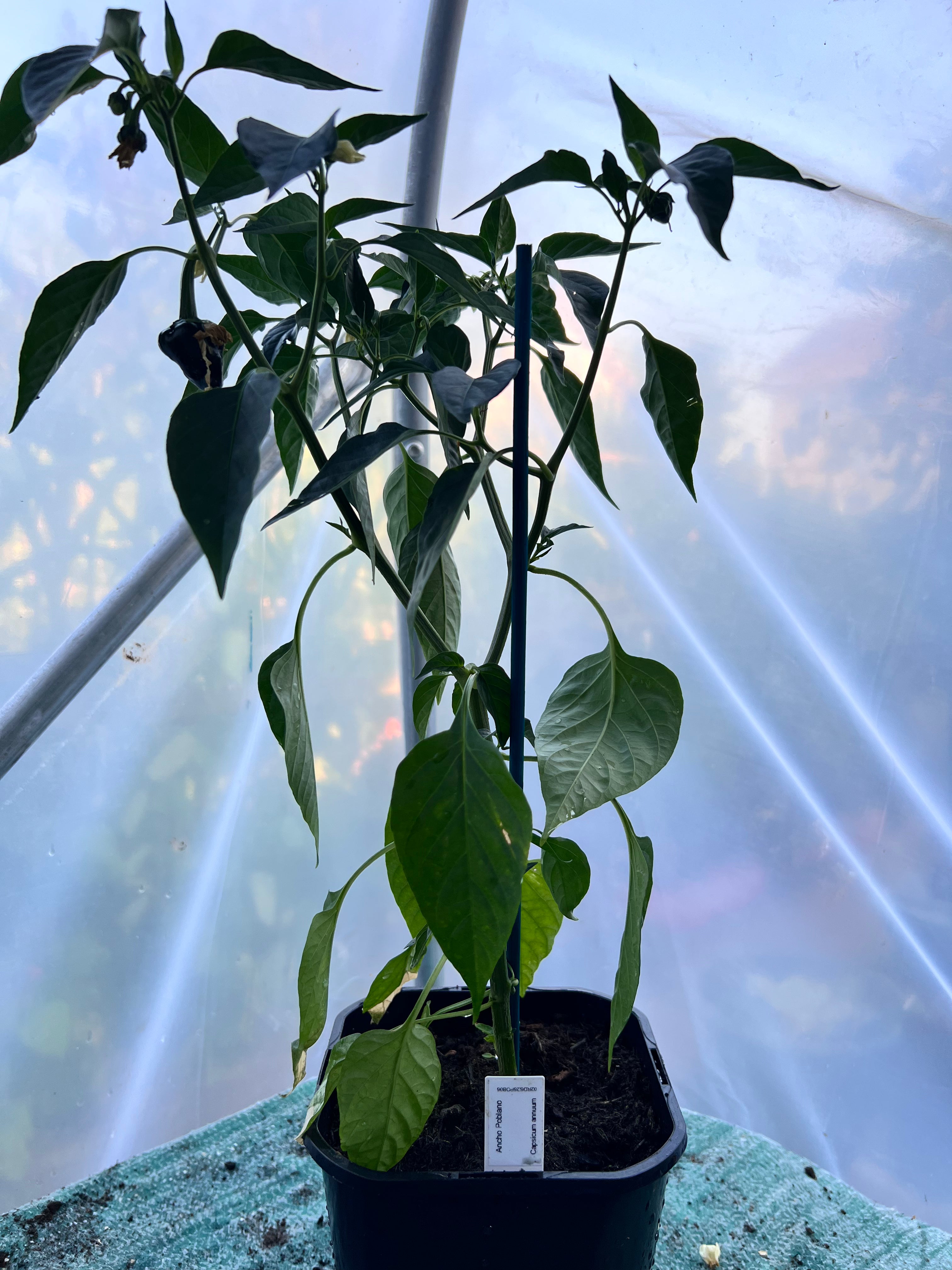 Ancho Poblano Chili Plant (Capsicum annuum) 2L Pot