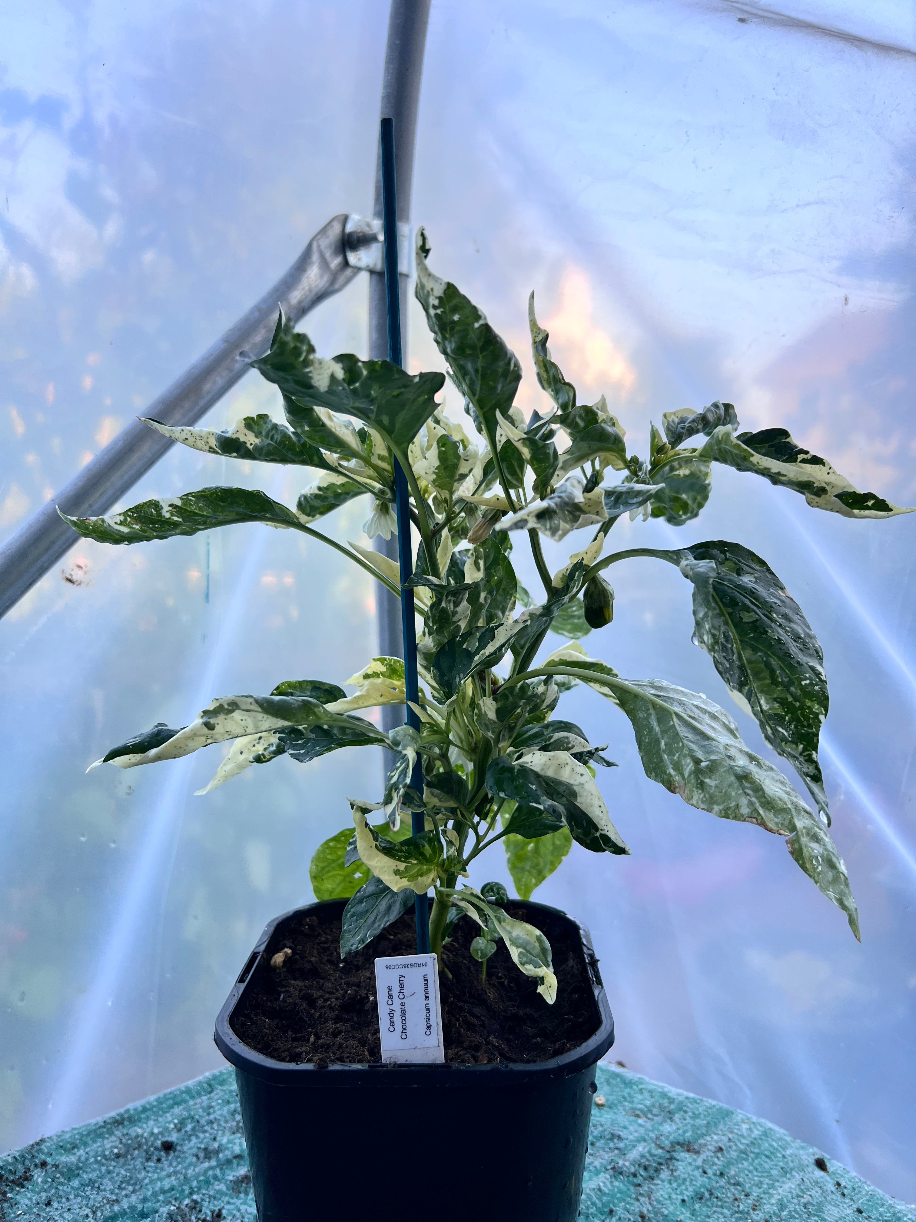 Candy Cane Chocolate Cherry Pepper (Capsicum annuum) 2L Pot