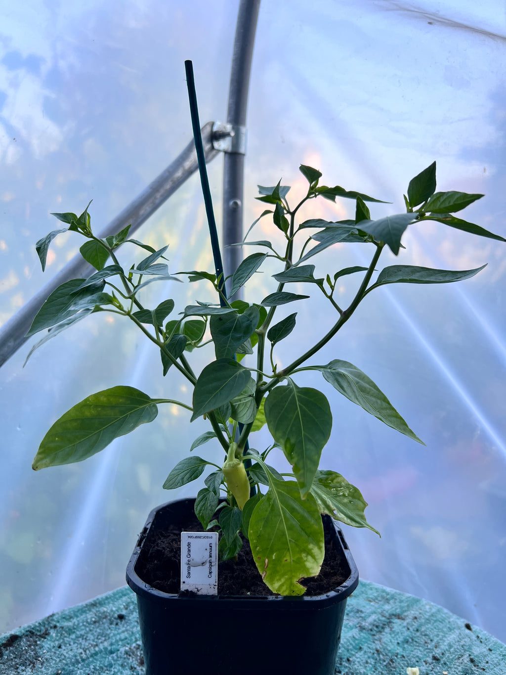 Santa Fe Grande Chili Plant (Capsicum annuum) 2L Pot