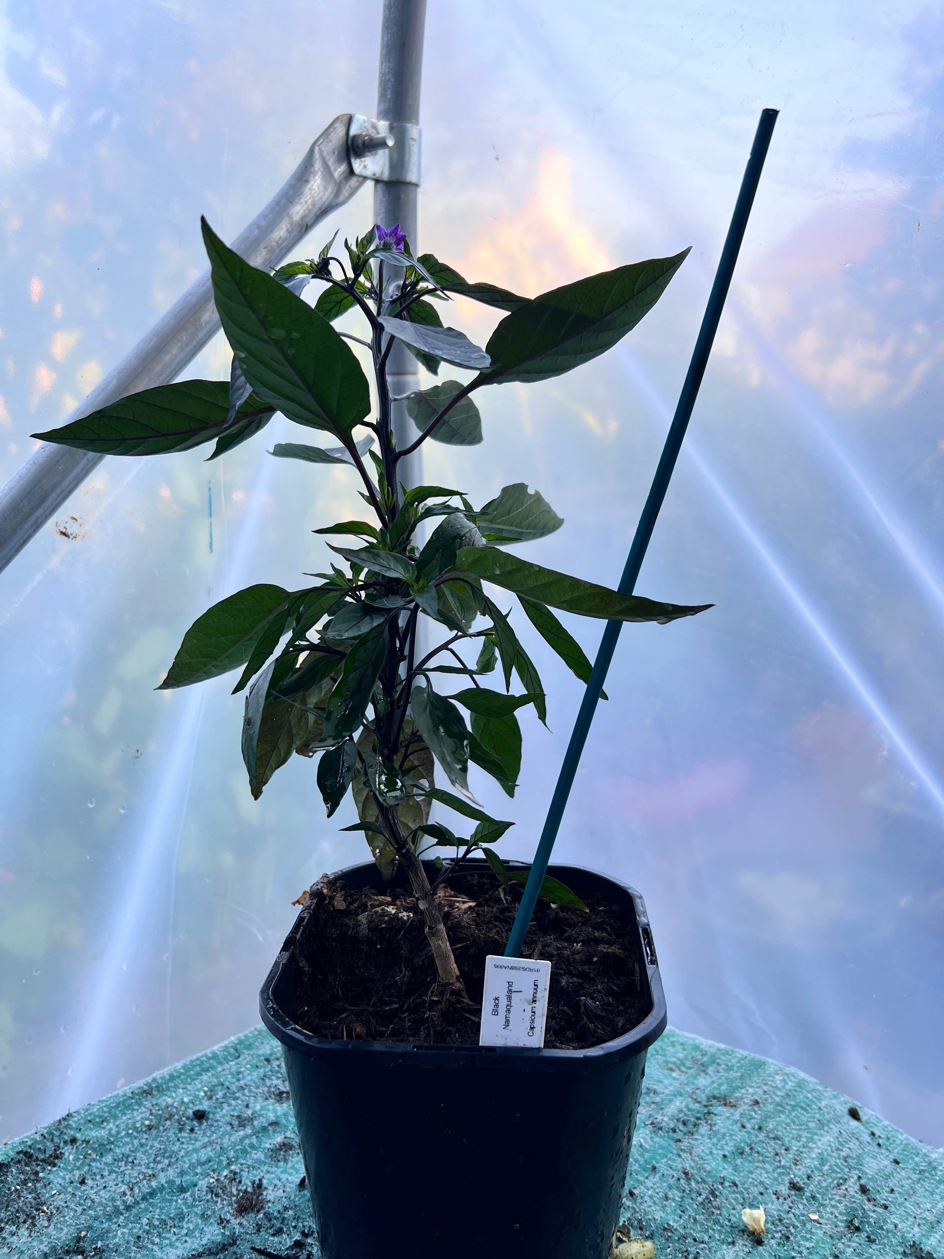 Black Namaqualand Chili Plant (Capsicum annuum) 2L Pot