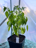 Pepperoncini Chili Plant (Capsicum annuum) 2L Pot