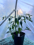 Farmers Jalapeno (Capsicum annuum) 2L Pot