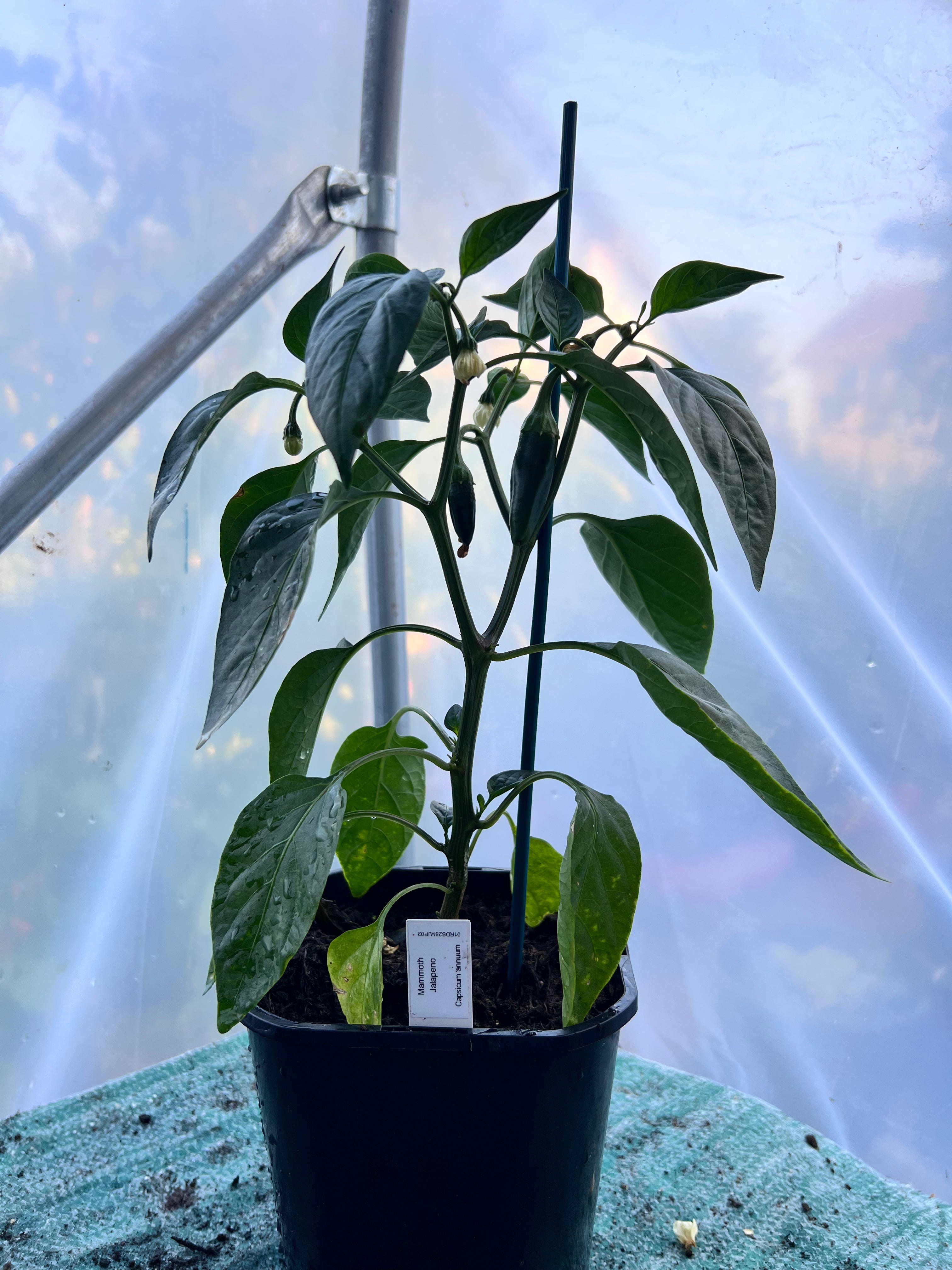 Mammoth Jalapeno (Capsicum annuum) 2L Pot