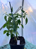MonteZuma (Capsicum annuum) 2L Pot