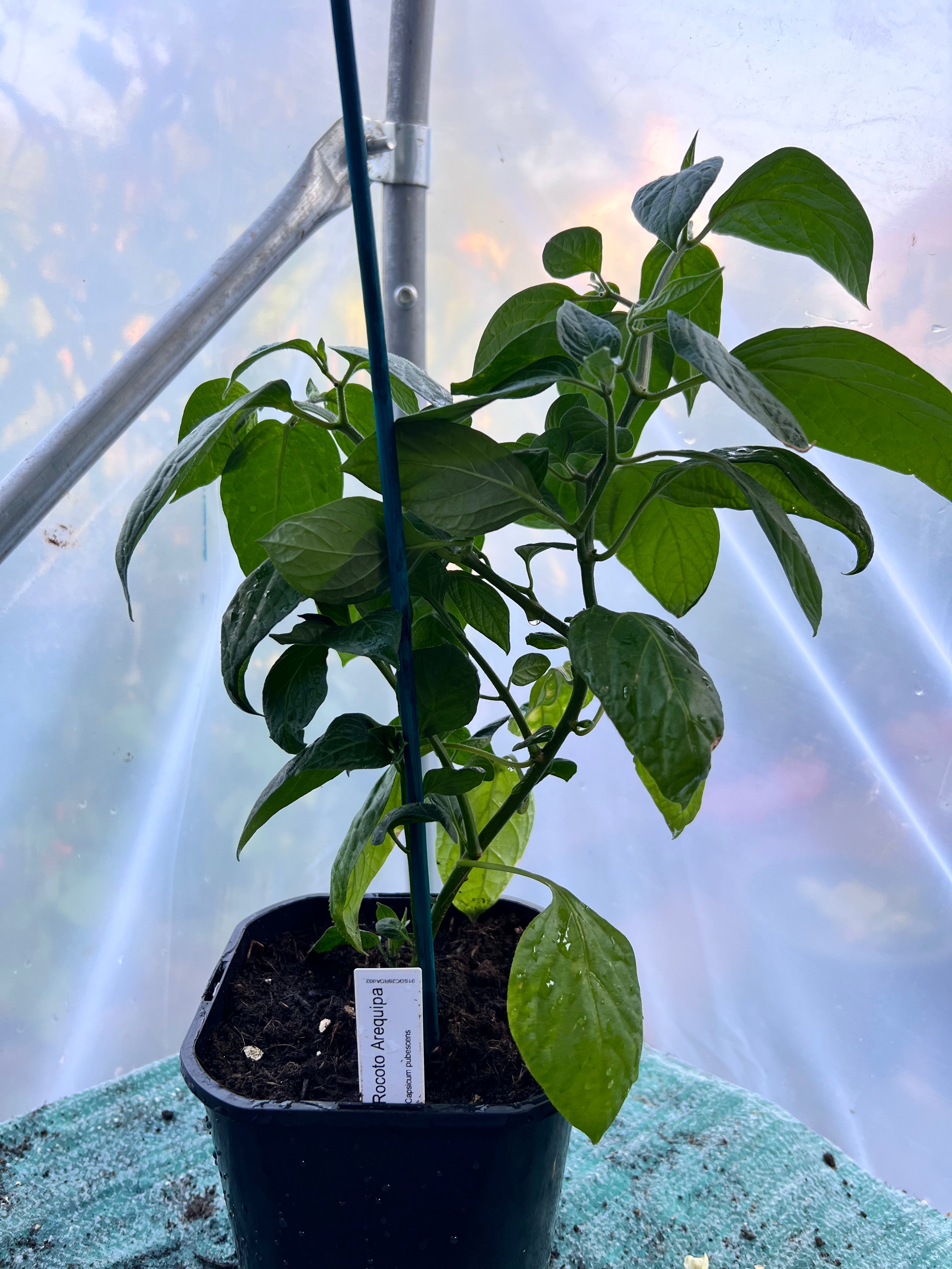 Rocoto Arequipa (Capsicum pubescens) 2L Pot
