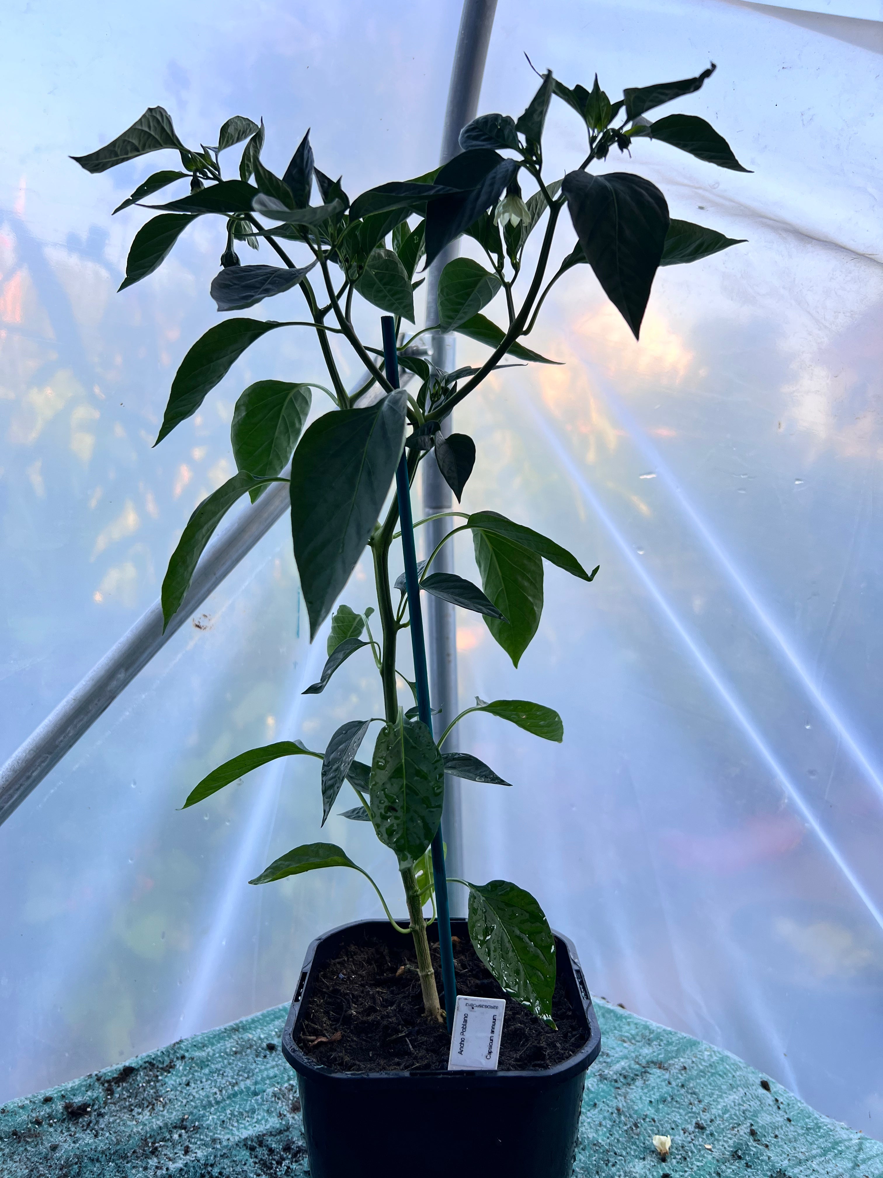 Ancho Poblano Chili Plant (Capsicum annuum) 2L Pot