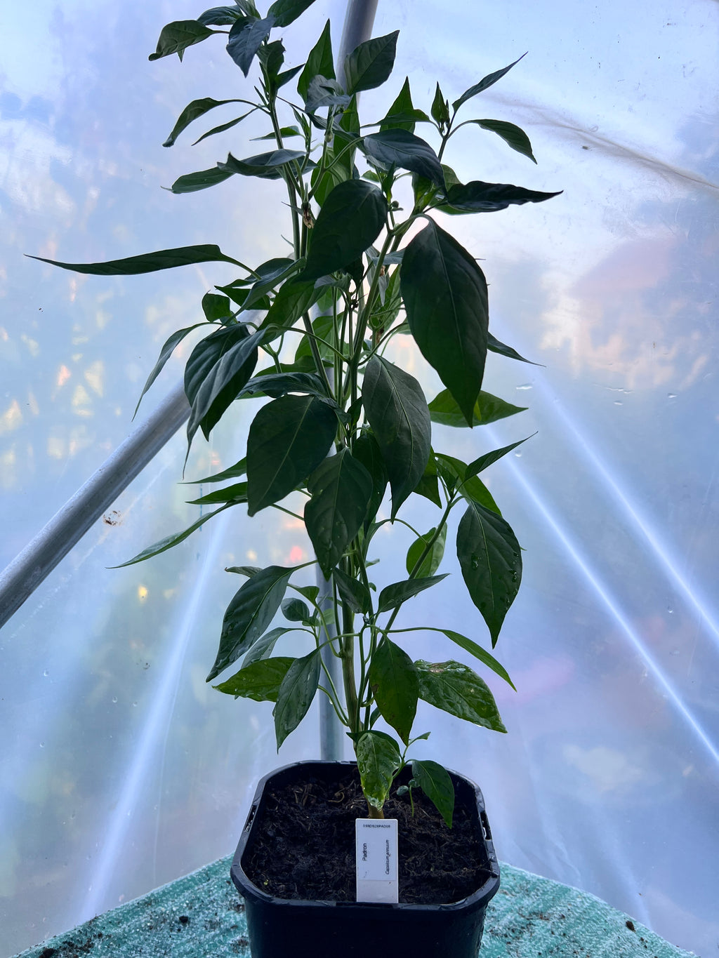 Padron Chili Plant (Capsicum annuum) 2L Pot