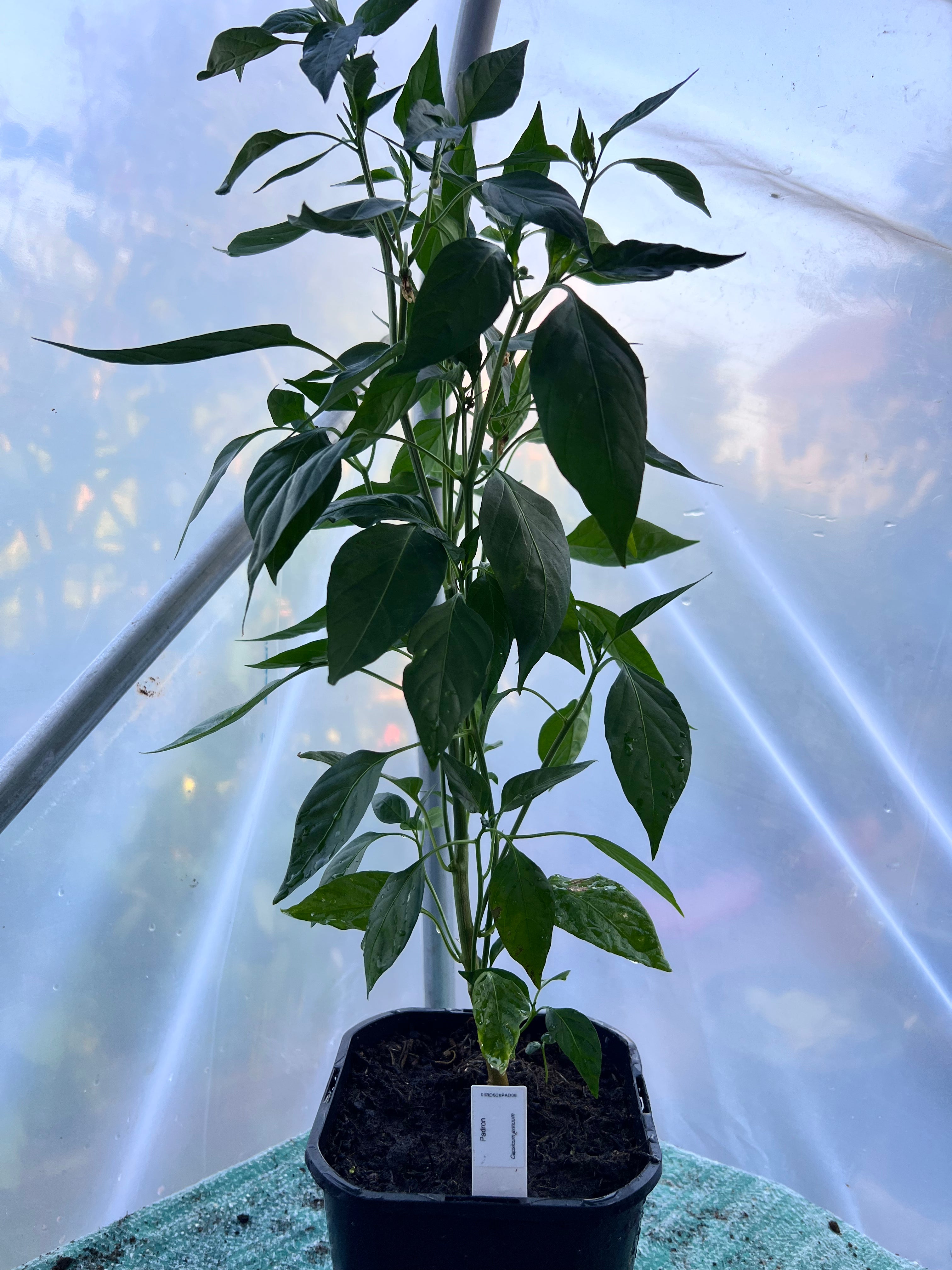 Padron Chili Plant (Capsicum annuum) 2L Pot