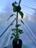 Brazilian Star Fish (Capsicum baccatum) 2L Pot