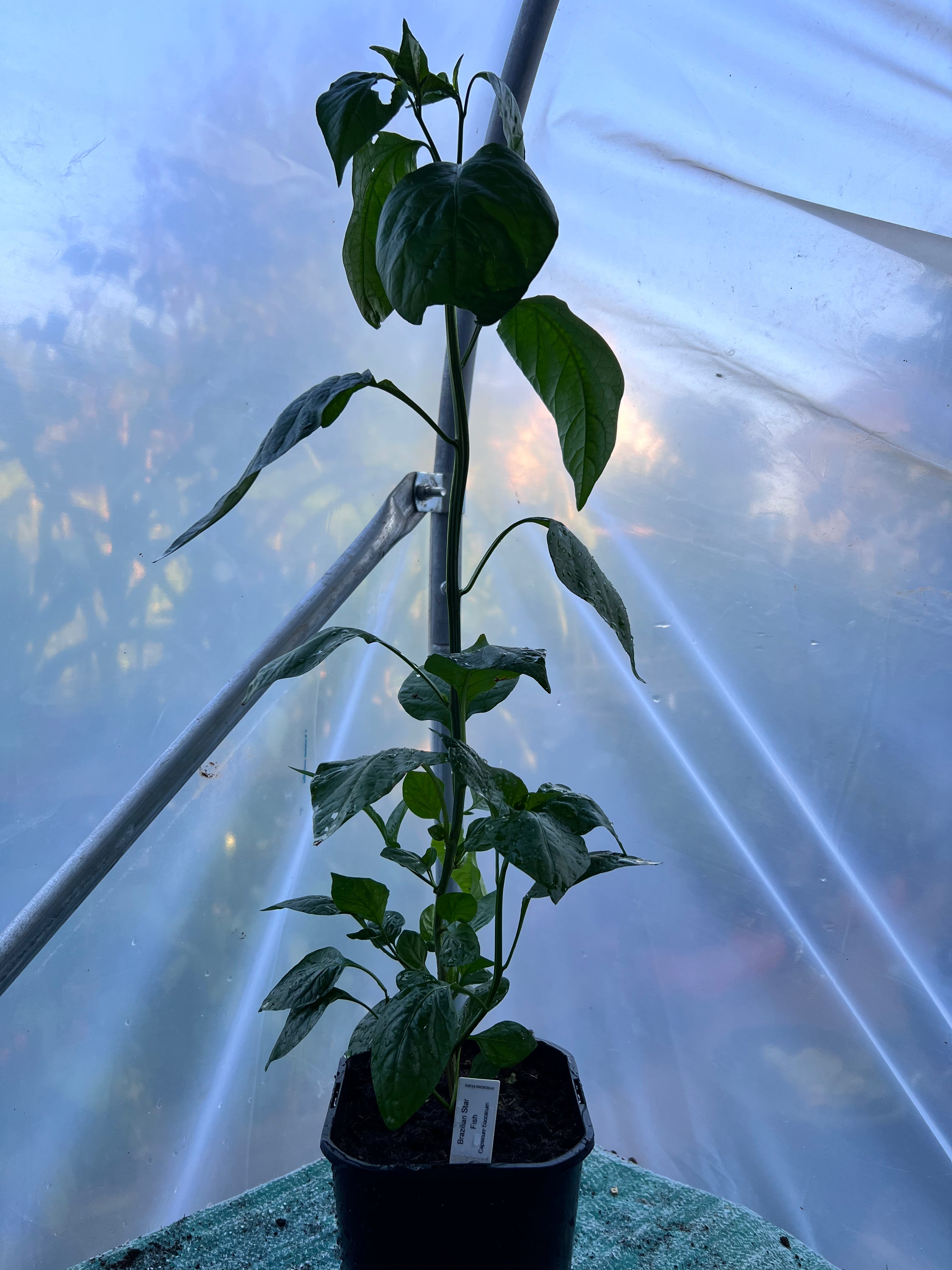 Brazilian Star Fish (Capsicum baccatum) 2L Pot