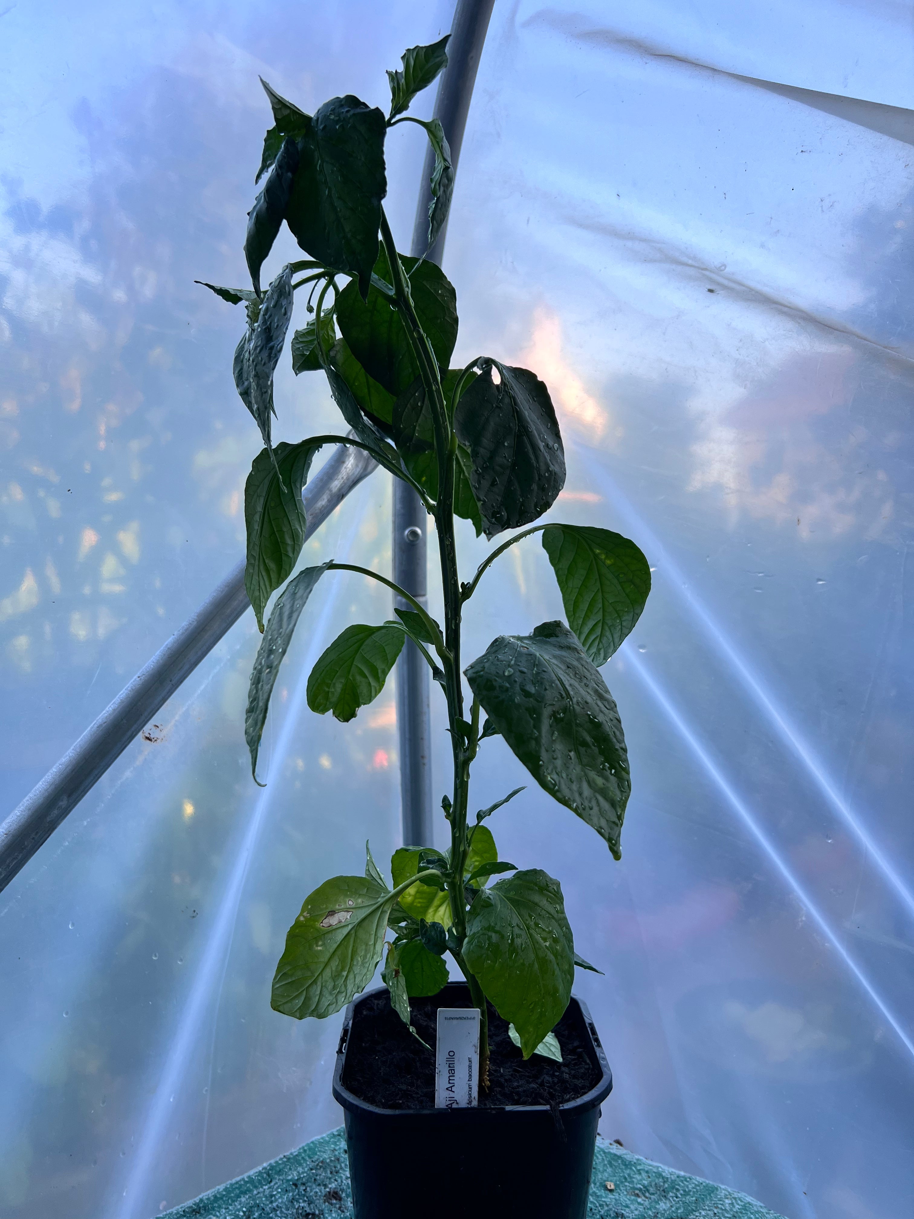 Aji Amarillo (Capsicum baccatum) 2L Pot