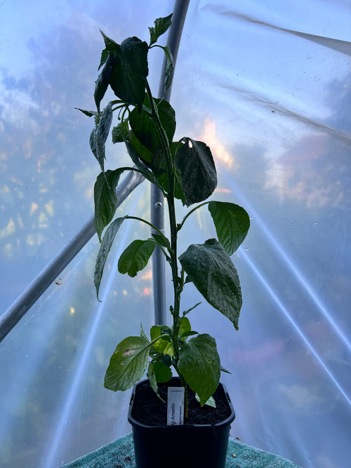 Aji Amarillo (Capsicum baccatum) 2L Pot